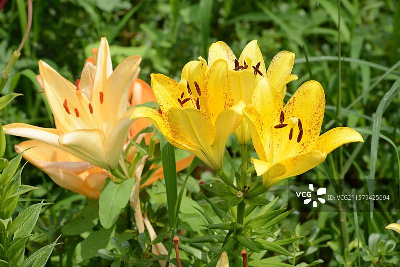 花乡公园的百合花图片素材