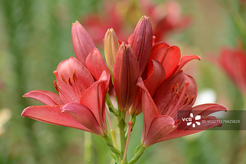 花乡公园的百合花图片素材