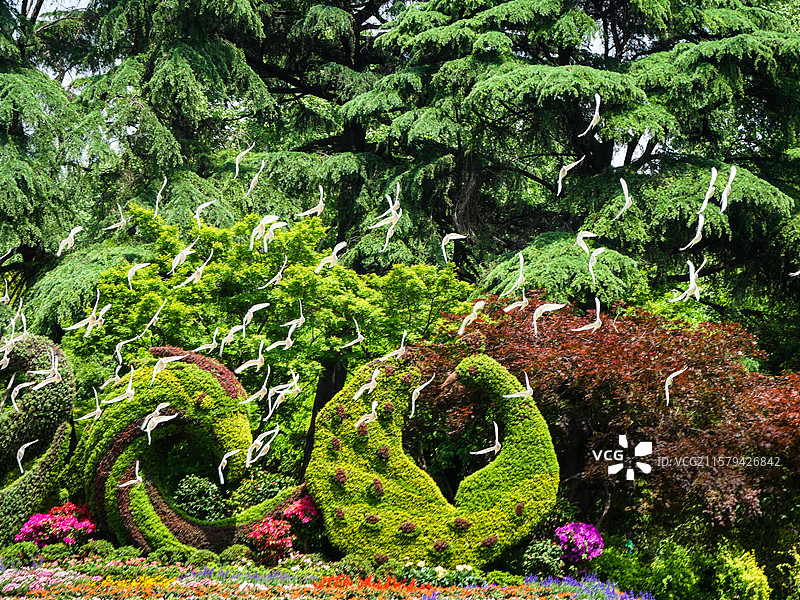 刚起飞翱翔回旋的鸽子群图片素材