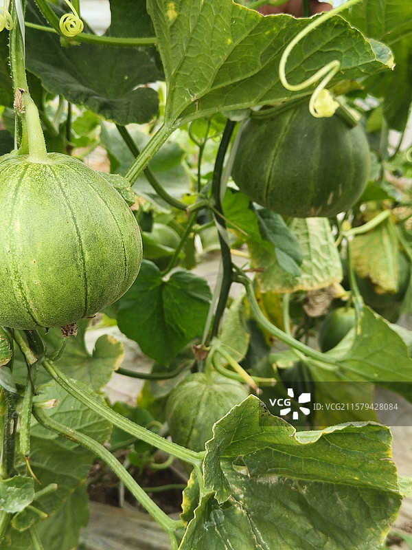 甜瓜种植图片素材