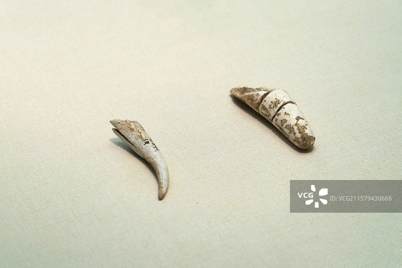 牙饰 旧石器时代 道县玉蟾岩遗址出土 中国国家博物馆“古代中国陈列”图片素材