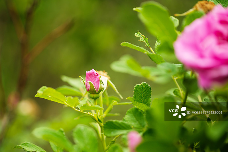 玫瑰花田大马士革玫瑰五月盛开图片素材