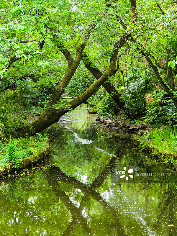 树林河流绿色秘境图片素材