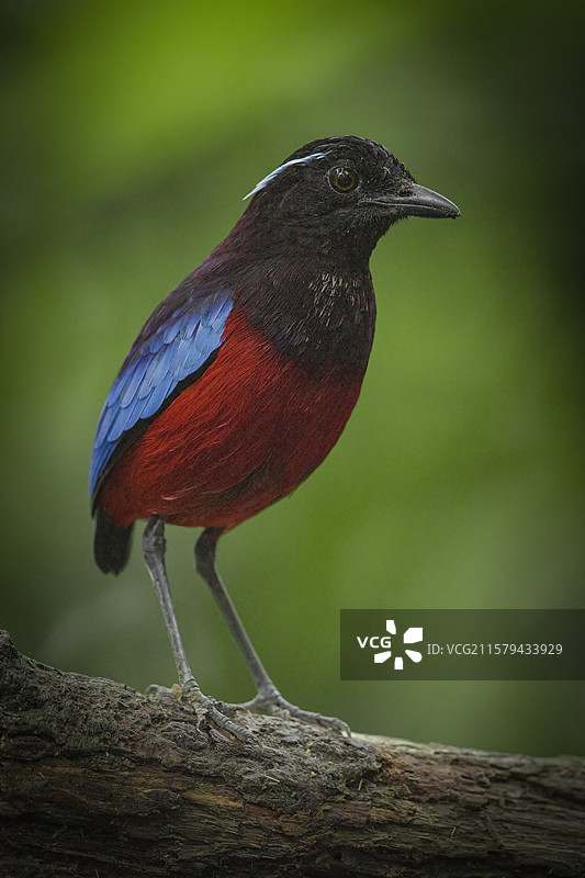 黑头八色鸫图片素材