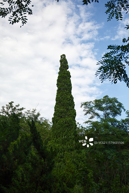 山海关角山的参天柏图片素材