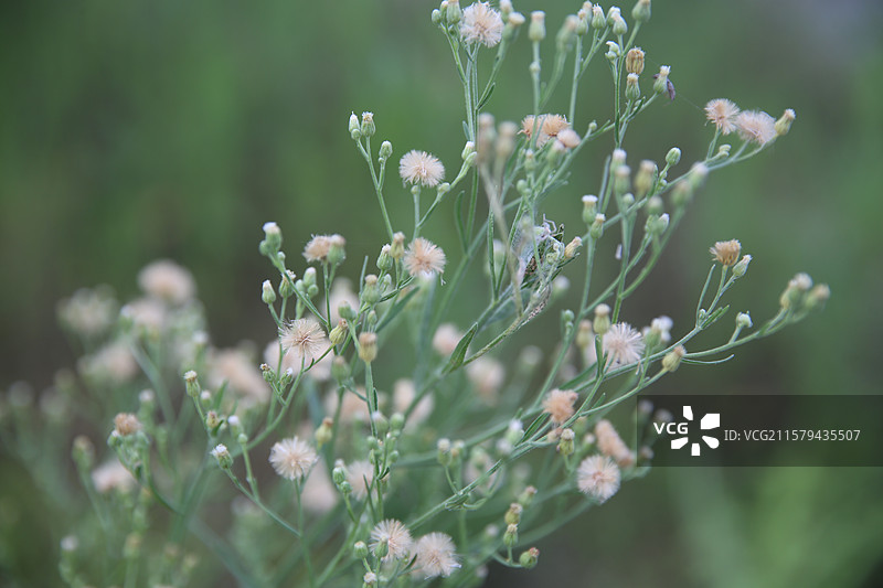 小蓬草图片素材