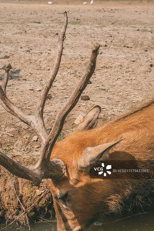 盐城 中华麋鹿园图片素材