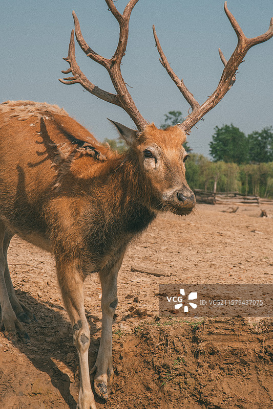 盐城 中华麋鹿园图片素材