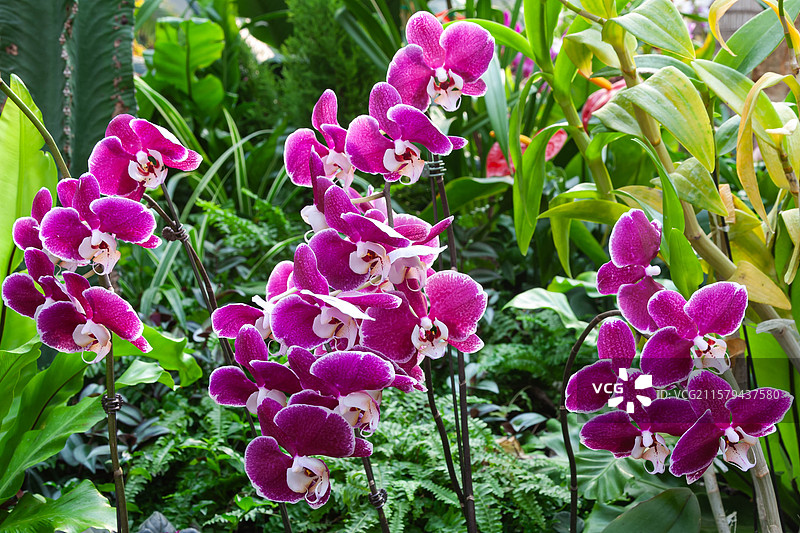 兰花 蝴蝶兰 白色 花卉 植物 特写 花头 花蕊 花瓣 花 清新 自然图片素材