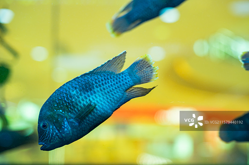 中国野生动物拍摄主题，透明的鱼缸里色彩鲜艳的金鱼海鱼，室内无人图像摄影图片素材