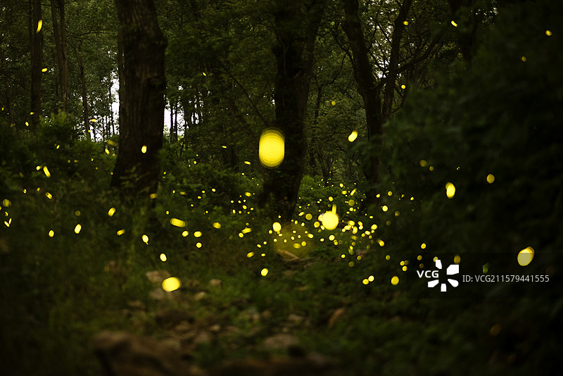 夏季萤火虫图片素材