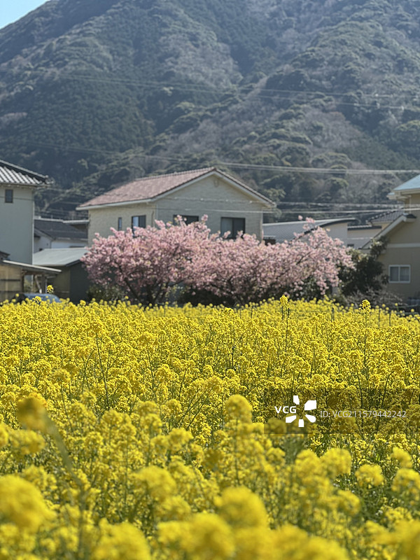 日本伊豆河津春天的樱花和油菜花图片素材