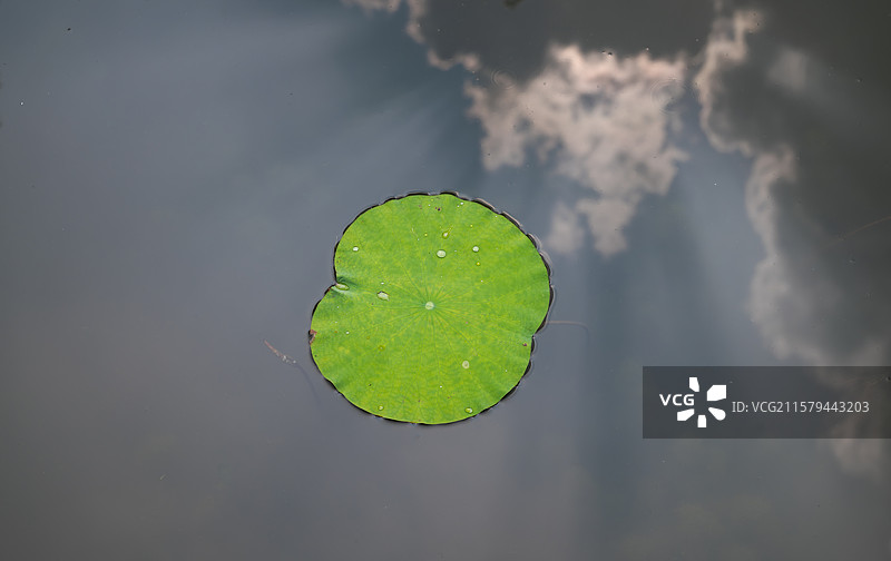 池塘荷叶镜面反射天空图片素材