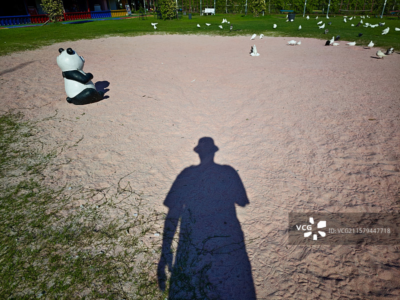 地上的鸽子图片素材