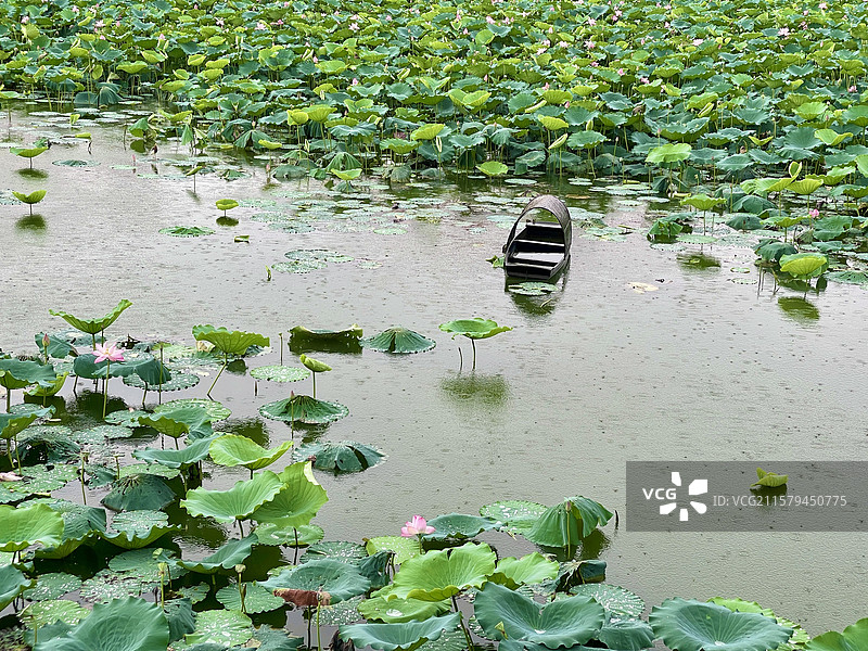雨中荷塘  深圳洪湖公园图片素材