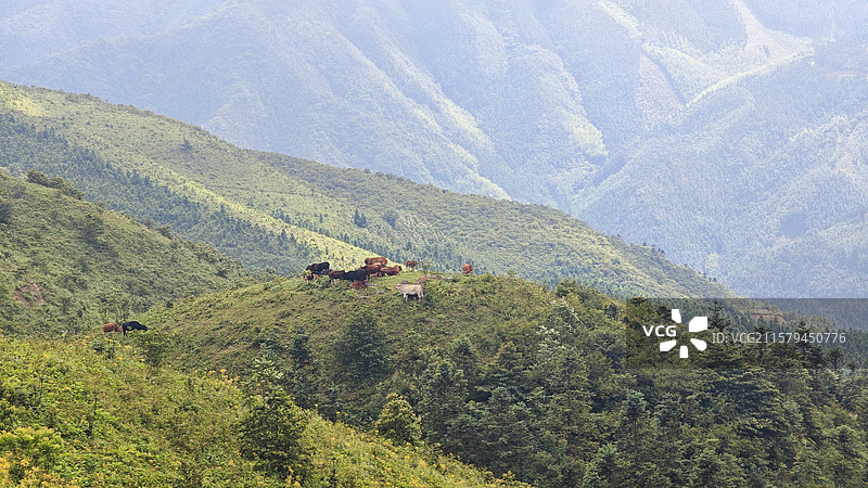 桂林市灌阳县宝盖山高山牧场图片素材