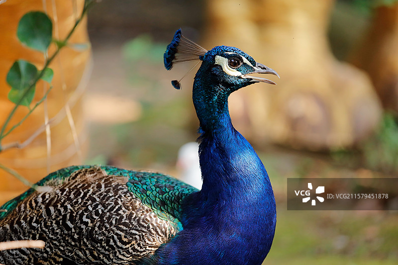 南昌天香园孔雀图片素材