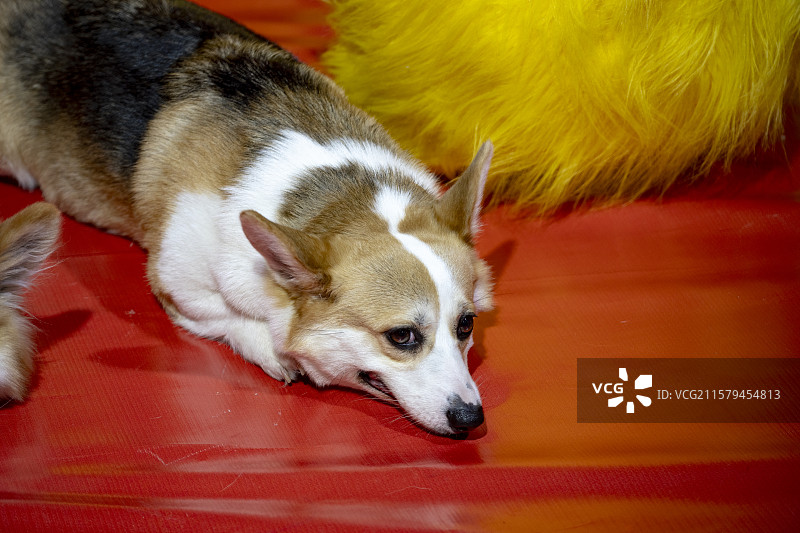 慵懒柯基的午后时光图片素材