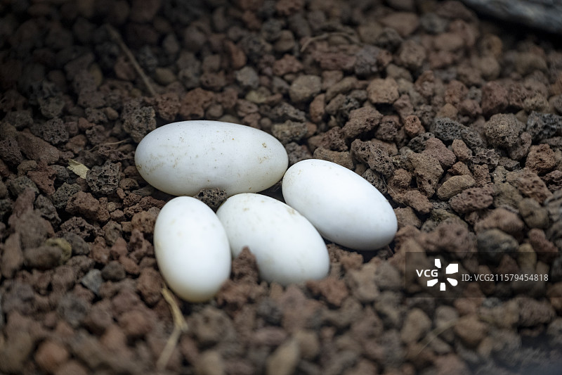 蛇蛋 石砾上的生命之源图片素材