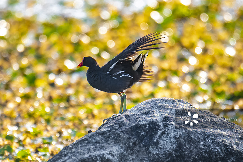 黑水鸡岩石上晒太阳图片素材