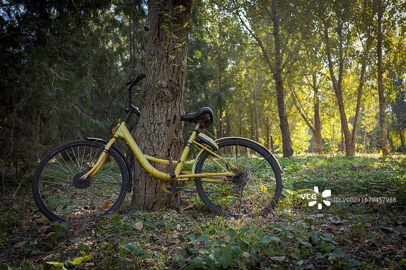 北京昌平东小口森林公园中的黄色自行车图片素材