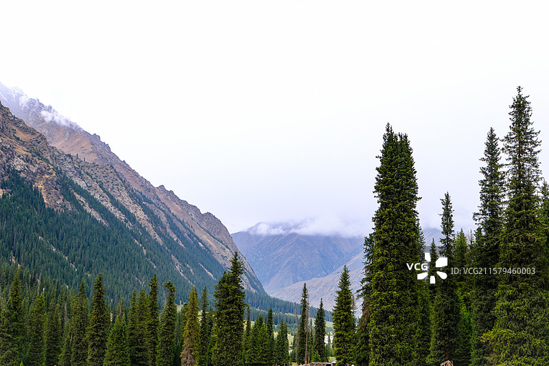 中国新疆伊犁州昭苏县夏塔风景区风光，动物主题，夏塔景区里的松鼠和土拨鼠图片素材