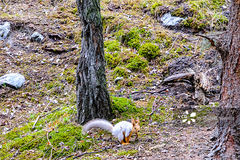 中国新疆伊犁州昭苏县夏塔风景区风光，动物主题，夏塔景区里的松鼠和土拨鼠图片素材