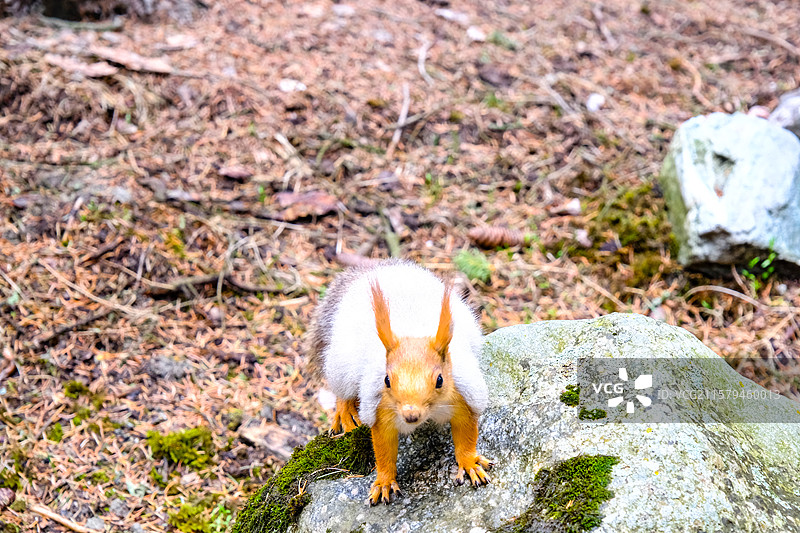 中国新疆伊犁州昭苏县夏塔风景区风光，动物主题，夏塔景区里的松鼠和土拨鼠图片素材
