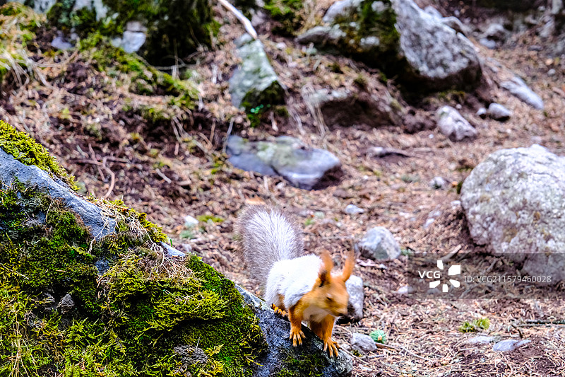 中国新疆伊犁州昭苏县夏塔风景区风光，动物主题，夏塔景区里的松鼠和土拨鼠图片素材