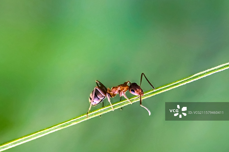 草间蚁踪图片素材