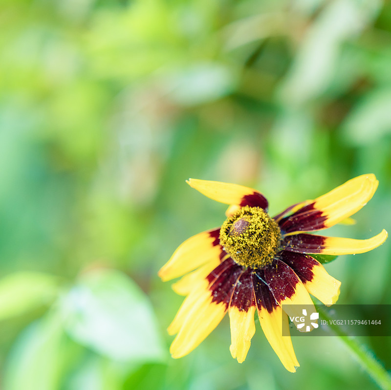 花草微距小品图片素材