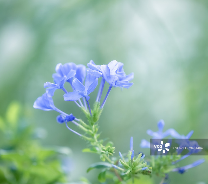 花草微距小品图片素材