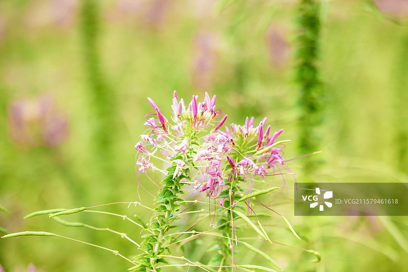 花草微距小品图片素材