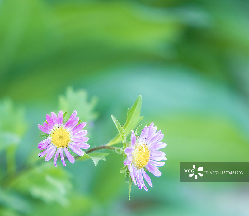 花草微距小品图片素材