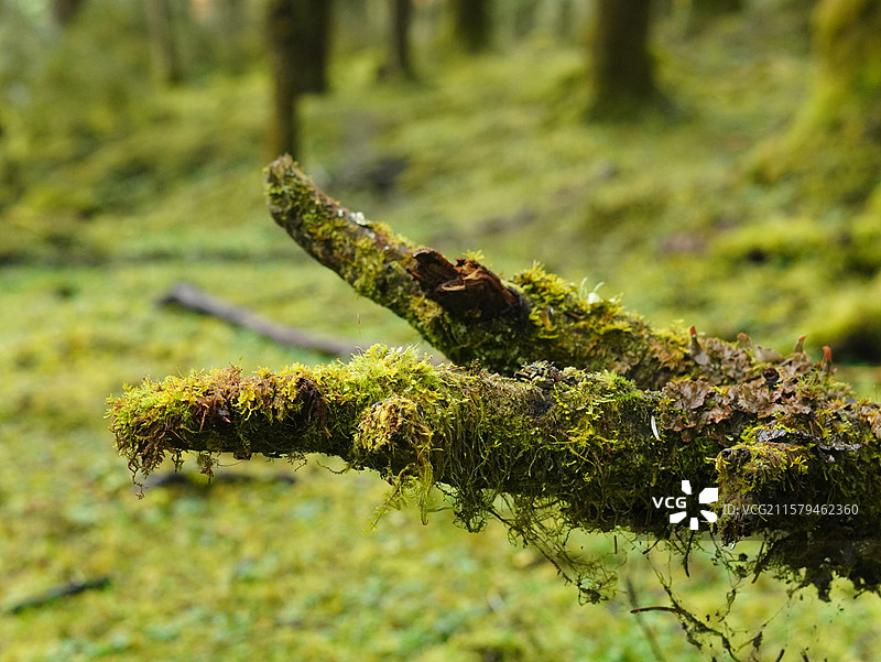 生生不息图片素材