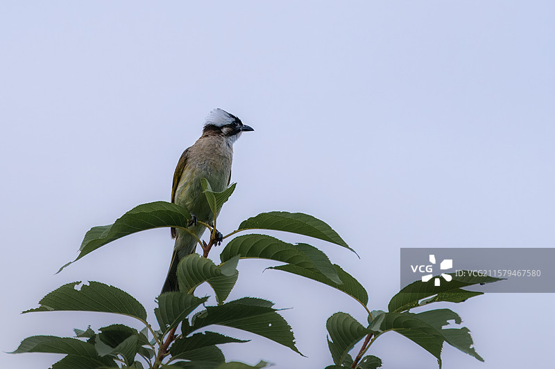 成都市兴隆湖湿地公园在树枝上休息的白头鹎图片素材