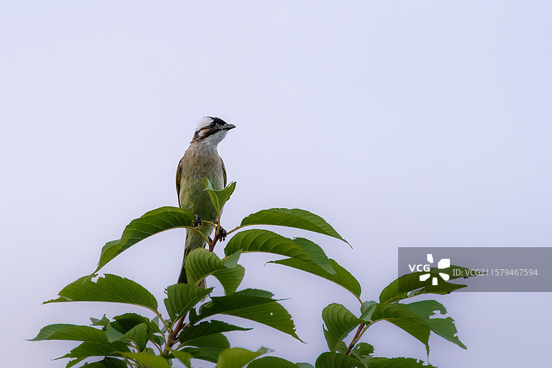 成都市兴隆湖湿地公园在树枝上休息的白头鹎图片素材