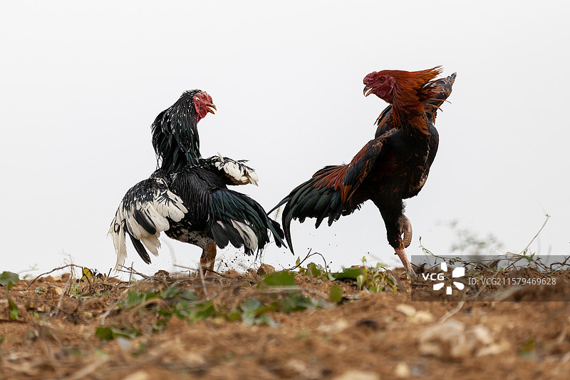 贵州省黔东南丹寨县卡拉村斗鸡图片素材