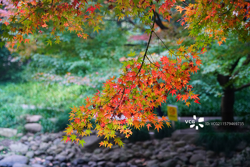 深秋的彩色树叶图片素材