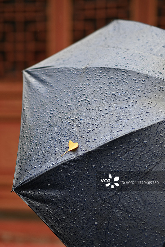 雨中雨伞上的银杏，秋分，银杏叶图片素材