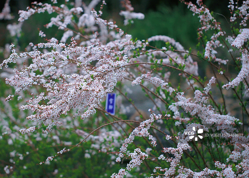 天龙寺雪柳图片素材
