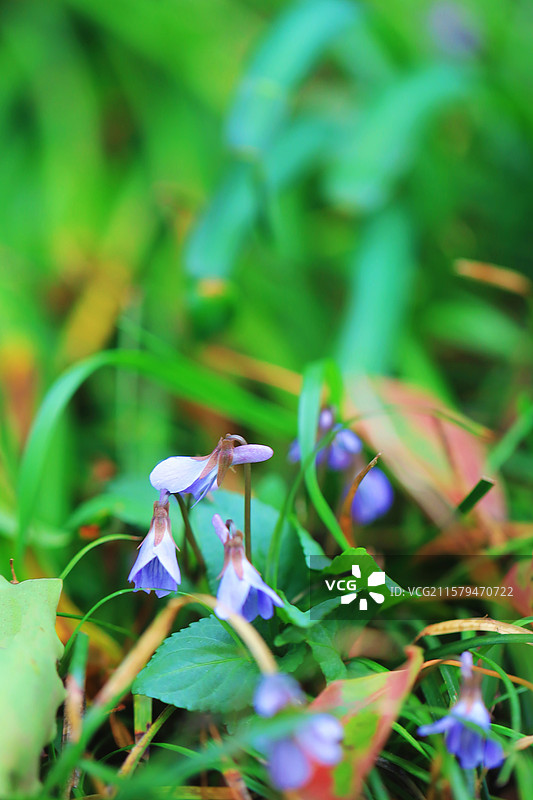 无锡惠山古镇紫花地丁图片素材