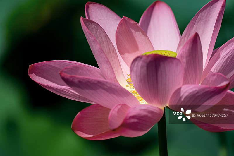 荷花 夏天立夏夏至小暑大暑图片素材