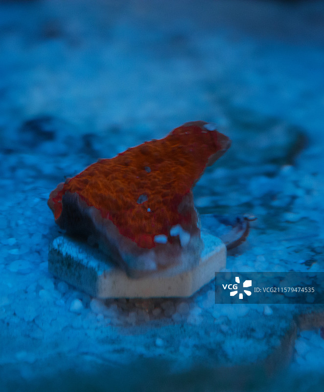 瓦片珊瑚图片素材