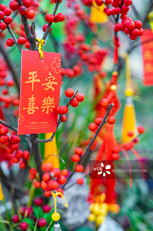 中国花卉市场野生植物盆栽植物拍摄主题，红豆树相思子和平安喜乐大吉大利红色许愿牌，室内无人图像摄影图片素材