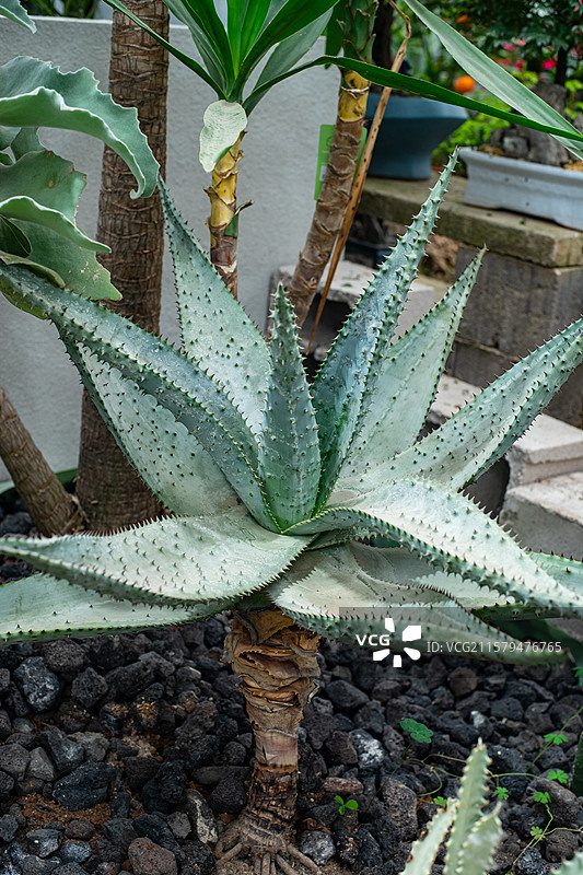 中国野生植物拍摄主题，盆栽植物柱状的仙人掌仙人球和龙舌兰芦荟兰花植物，室内无人图像摄影图片素材