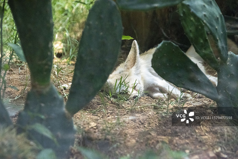 2025年7月12日青岛森林野生动物园在工作人员帮助下清凉度夏图片素材