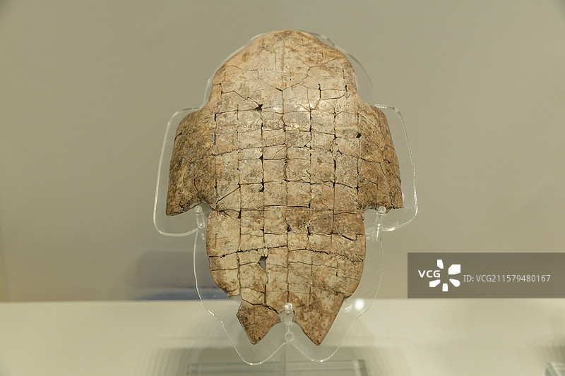 河南安阳殷墟博物馆商"口口大乙"刻辞卜甲商王武丁长23.3宽17.5cm中国社会科学院考古研究所藏品图片素材