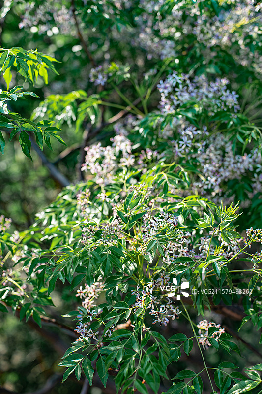 中国野生植物拍摄主题，特写拍摄春天的杏树和一簇白色粉色红色的花，户外白昼无人图像摄影图片素材