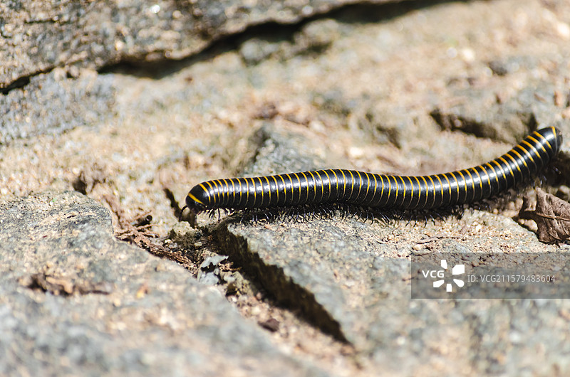 中国野生植物和野外植物拍摄主题，地面和石头上正在爬行的黑色黄色相见的千足虫，户外白昼无人图像摄影图片素材